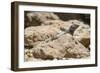 Male Tenerife Lizard (Western Canaries Lizard) (Gallotia Galloti) Sun Basking on Volcanic Rock-Nick Upton-Framed Photographic Print