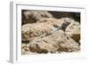 Male Tenerife Lizard (Western Canaries Lizard) (Gallotia Galloti) Sun Basking on Volcanic Rock-Nick Upton-Framed Photographic Print