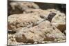 Male Tenerife Lizard (Western Canaries Lizard) (Gallotia Galloti) Sun Basking on Volcanic Rock-Nick Upton-Mounted Photographic Print