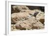 Male Tenerife Lizard (Western Canaries Lizard) (Gallotia Galloti) Sun Basking on Volcanic Rock-Nick Upton-Framed Photographic Print