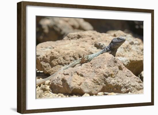 Male Tenerife Lizard (Western Canaries Lizard) (Gallotia Galloti) Sun Basking on Volcanic Rock-Nick Upton-Framed Photographic Print