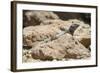 Male Tenerife Lizard (Western Canaries Lizard) (Gallotia Galloti) Sun Basking on Volcanic Rock-Nick Upton-Framed Photographic Print