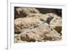 Male Tenerife Lizard (Western Canaries Lizard) (Gallotia Galloti) Sun Basking on Volcanic Rock-Nick Upton-Framed Photographic Print