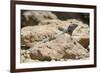 Male Tenerife Lizard (Western Canaries Lizard) (Gallotia Galloti) Sun Basking on Volcanic Rock-Nick Upton-Framed Photographic Print