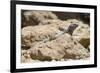 Male Tenerife Lizard (Western Canaries Lizard) (Gallotia Galloti) Sun Basking on Volcanic Rock-Nick Upton-Framed Photographic Print