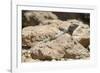 Male Tenerife Lizard (Western Canaries Lizard) (Gallotia Galloti) Sun Basking on Volcanic Rock-Nick Upton-Framed Photographic Print