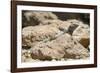 Male Tenerife Lizard (Western Canaries Lizard) (Gallotia Galloti) Sun Basking on Volcanic Rock-Nick Upton-Framed Photographic Print