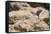 Male Tenerife Lizard (Western Canaries Lizard) (Gallotia Galloti) Sun Basking on Volcanic Rock-Nick Upton-Framed Stretched Canvas