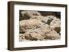 Male Tenerife Lizard (Western Canaries Lizard) (Gallotia Galloti) Sun Basking on Volcanic Rock-Nick Upton-Framed Photographic Print