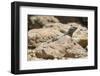 Male Tenerife Lizard (Western Canaries Lizard) (Gallotia Galloti) Sun Basking on Volcanic Rock-Nick Upton-Framed Photographic Print