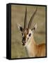 Male Thomsons Gazelle, Masai Mara National Reserve-James Hager-Framed Stretched Canvas