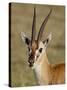 Male Thomsons Gazelle, Masai Mara National Reserve-James Hager-Stretched Canvas