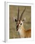 Male Thomsons Gazelle, Masai Mara National Reserve-James Hager-Framed Photographic Print