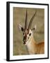 Male Thomsons Gazelle, Masai Mara National Reserve-James Hager-Framed Photographic Print