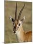 Male Thomsons Gazelle, Masai Mara National Reserve-James Hager-Mounted Photographic Print