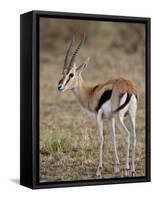 Male Thomsons Gazelle, Masai Mara National Reserve-James Hager-Framed Stretched Canvas