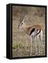 Male Thomsons Gazelle, Masai Mara National Reserve-James Hager-Framed Stretched Canvas