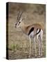 Male Thomsons Gazelle, Masai Mara National Reserve-James Hager-Stretched Canvas