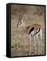 Male Thomsons Gazelle, Masai Mara National Reserve-James Hager-Framed Stretched Canvas