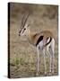 Male Thomsons Gazelle, Masai Mara National Reserve-James Hager-Stretched Canvas