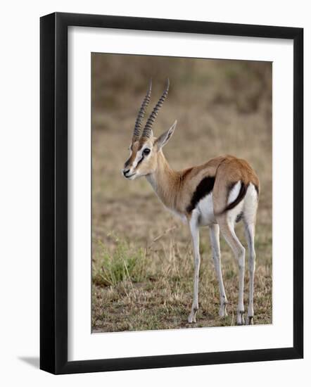 Male Thomsons Gazelle, Masai Mara National Reserve-James Hager-Framed Photographic Print