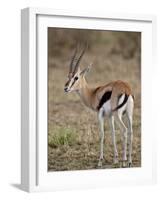 Male Thomsons Gazelle, Masai Mara National Reserve-James Hager-Framed Photographic Print