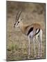 Male Thomsons Gazelle, Masai Mara National Reserve-James Hager-Mounted Photographic Print