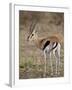 Male Thomsons Gazelle, Masai Mara National Reserve-James Hager-Framed Photographic Print