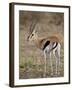 Male Thomsons Gazelle, Masai Mara National Reserve-James Hager-Framed Photographic Print