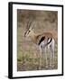 Male Thomsons Gazelle, Masai Mara National Reserve-James Hager-Framed Photographic Print