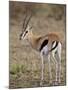 Male Thomsons Gazelle, Masai Mara National Reserve-James Hager-Mounted Photographic Print