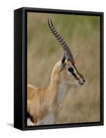 Male Thomsons Gazelle, Masai Mara National Reserve-James Hager-Framed Stretched Canvas
