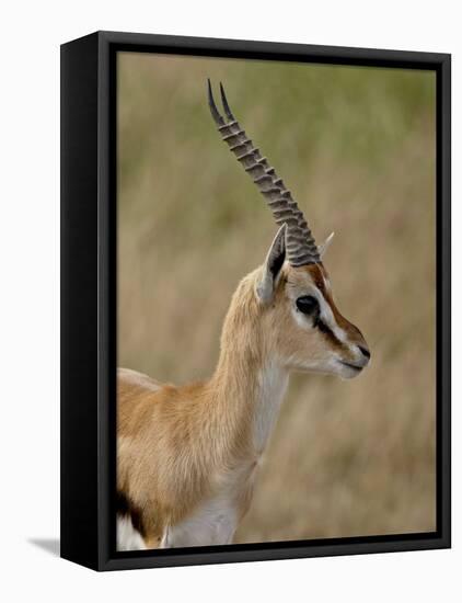 Male Thomsons Gazelle, Masai Mara National Reserve-James Hager-Framed Stretched Canvas