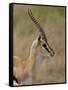 Male Thomsons Gazelle, Masai Mara National Reserve-James Hager-Framed Stretched Canvas