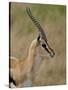 Male Thomsons Gazelle, Masai Mara National Reserve-James Hager-Stretched Canvas