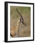 Male Thomsons Gazelle, Masai Mara National Reserve-James Hager-Framed Photographic Print