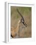 Male Thomsons Gazelle, Masai Mara National Reserve-James Hager-Framed Photographic Print