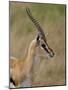 Male Thomsons Gazelle, Masai Mara National Reserve-James Hager-Mounted Photographic Print