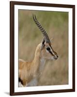 Male Thomsons Gazelle, Masai Mara National Reserve-James Hager-Framed Photographic Print