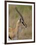 Male Thomsons Gazelle, Masai Mara National Reserve-James Hager-Framed Photographic Print