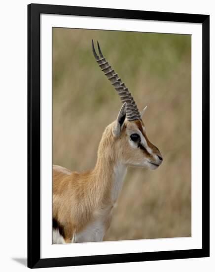 Male Thomsons Gazelle, Masai Mara National Reserve-James Hager-Framed Photographic Print