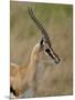 Male Thomsons Gazelle, Masai Mara National Reserve-James Hager-Mounted Photographic Print
