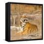 Male Tiger in Bandhavgarh National Park, India, Asia-Martin Chapman-Framed Stretched Canvas