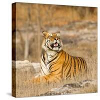 Male Tiger in Bandhavgarh National Park, India, Asia-Martin Chapman-Stretched Canvas