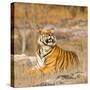 Male Tiger in Bandhavgarh National Park, India, Asia-Martin Chapman-Stretched Canvas