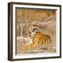 Male Tiger in Bandhavgarh National Park, India, Asia-Martin Chapman-Framed Photographic Print