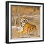 Male Tiger in Bandhavgarh National Park, India, Asia-Martin Chapman-Framed Photographic Print