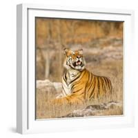Male Tiger in Bandhavgarh National Park, India, Asia-Martin Chapman-Framed Photographic Print
