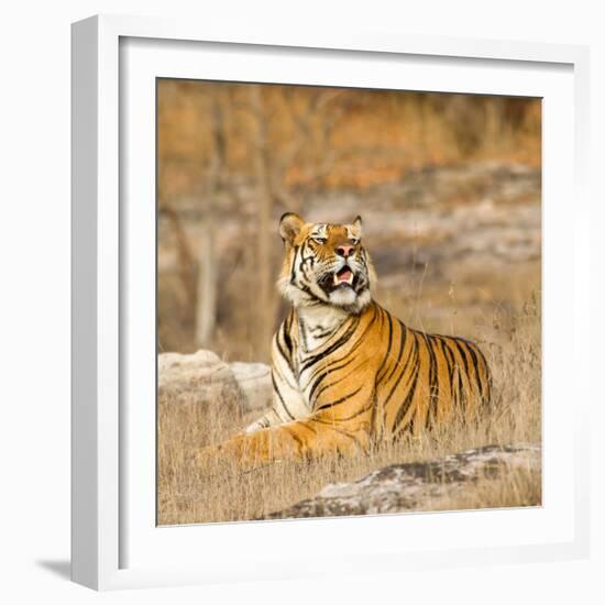 Male Tiger in Bandhavgarh National Park, India, Asia-Martin Chapman-Framed Photographic Print