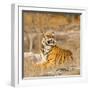 Male Tiger in Bandhavgarh National Park, India, Asia-Martin Chapman-Framed Photographic Print